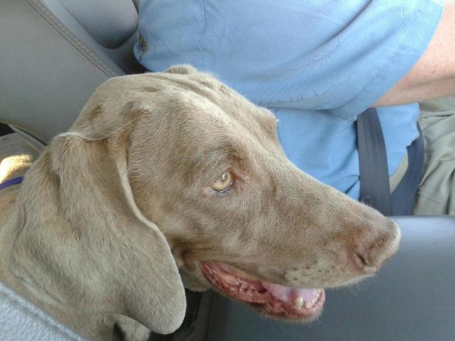 more lilly